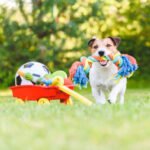 jack russell terrier carrying in mouth colorful dog rope toy